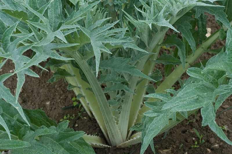 comment blanchir les cardons, blanchiment des cardons