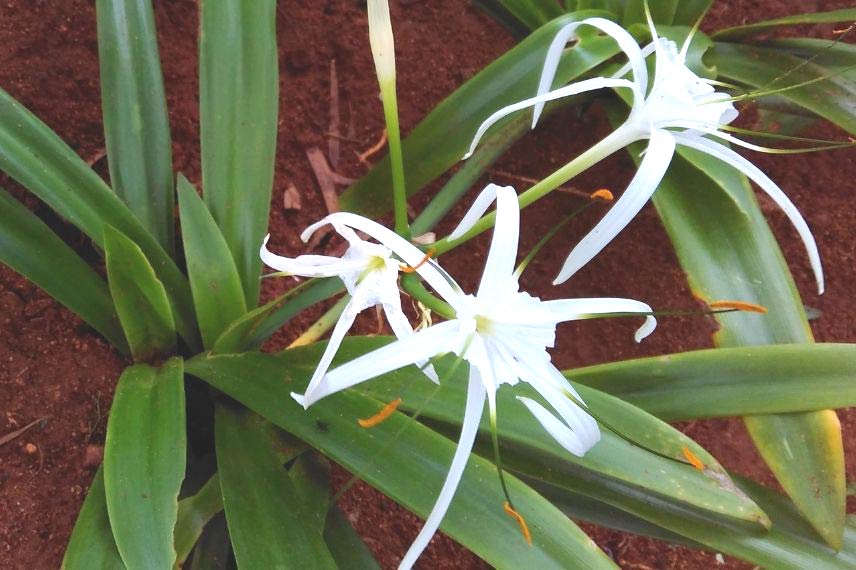 Cultiver Ismène Hymenocallis en pot