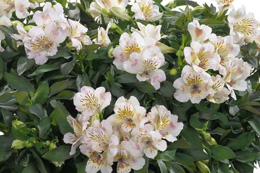 Alstroemere Summertime à fleur blanche