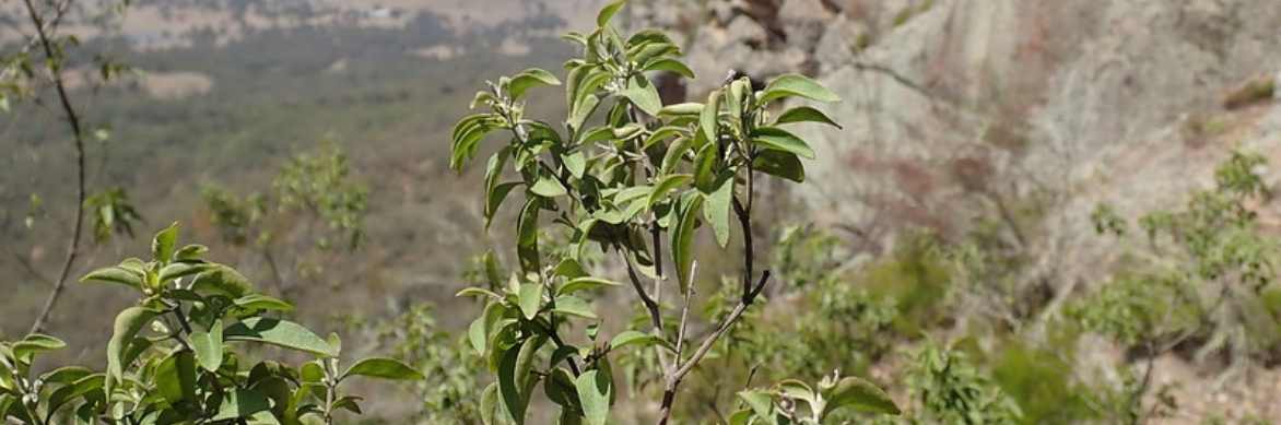 Prostanthera, menthe australienne, menthe arbustive