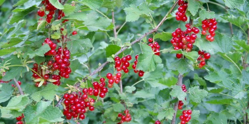 bouture de groseillier