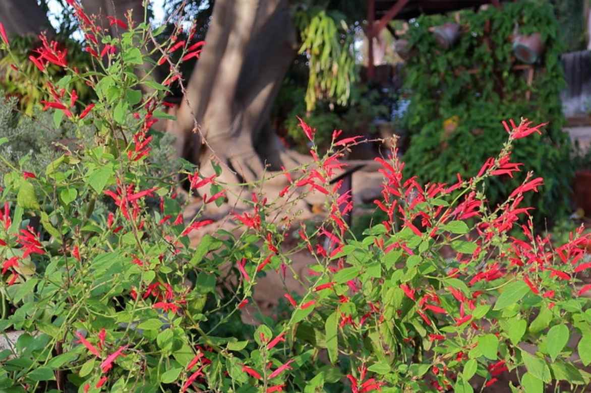 sauges annuelles plantation planter semis entretien