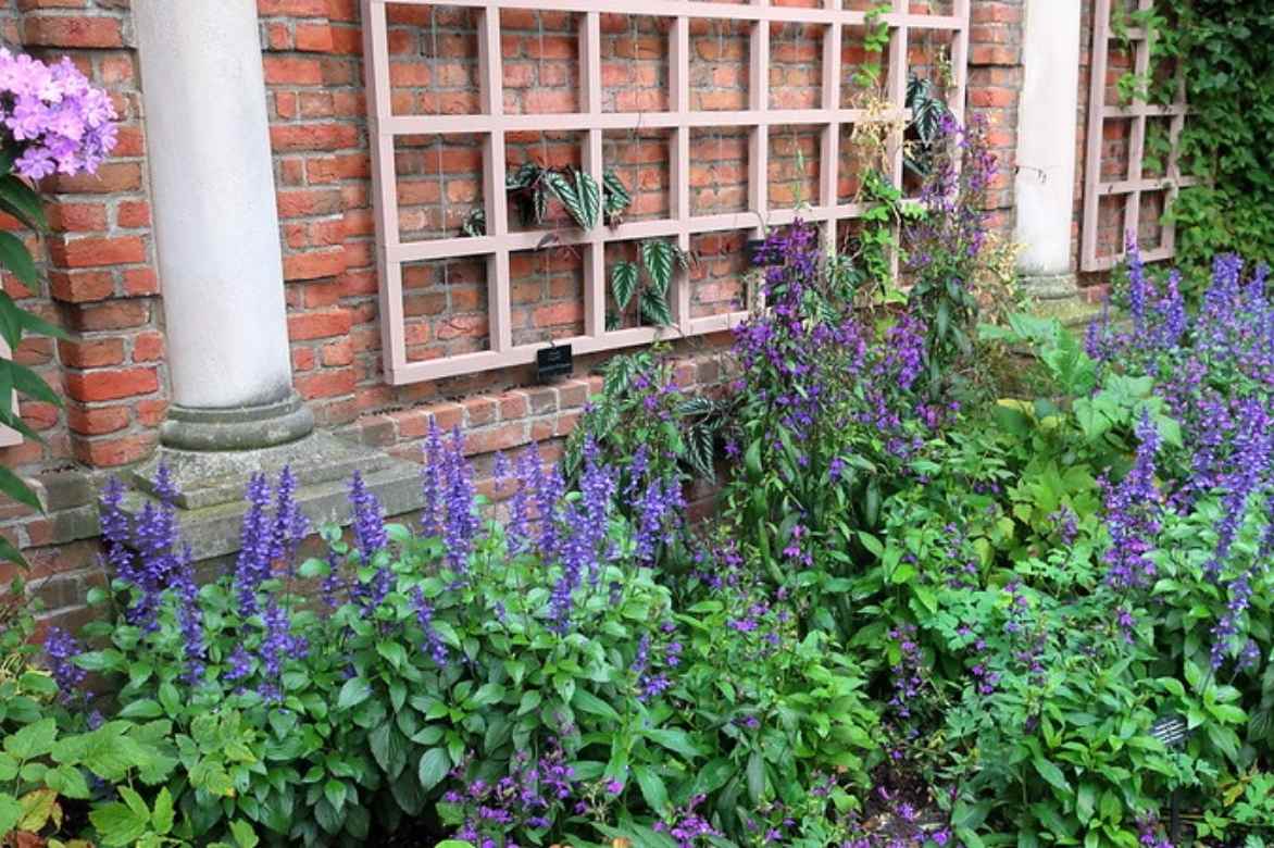 sauges annuelles plantation planter semis entretien