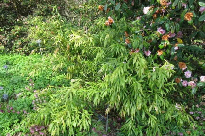 arbuste a port arque, arbuste port souple, arbuste retombant