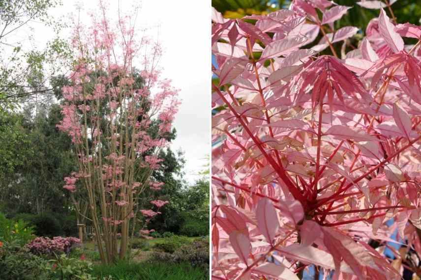 arbuste arbre méconnu, arbuste arbre rare, arbuste arbre peu vu, arbuste original