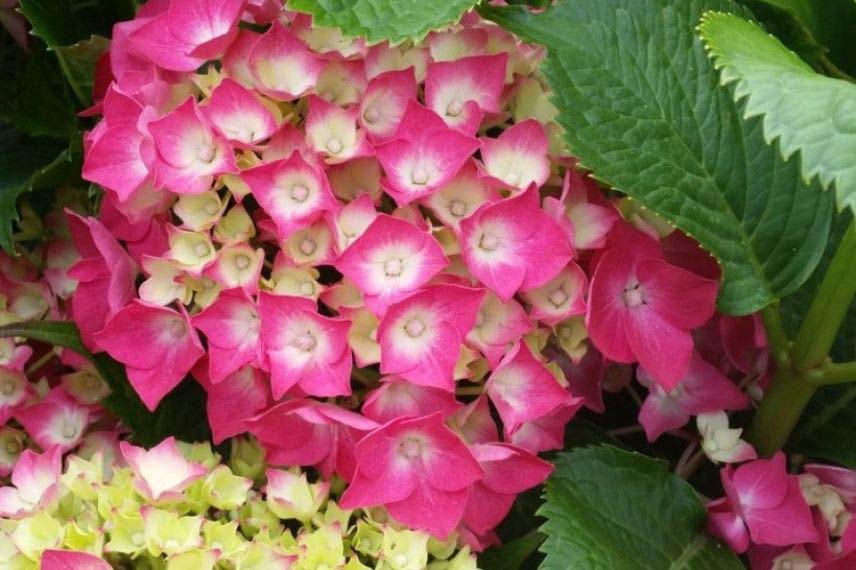Hydrangea macrophylla ‘Baron Rouge’