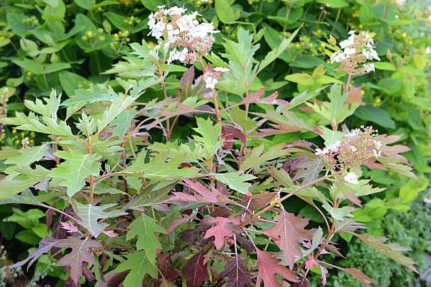 hortensias pour le soleil et résistants à la sécheresse Hydrangea quercifolia ‘Ice Crystal’