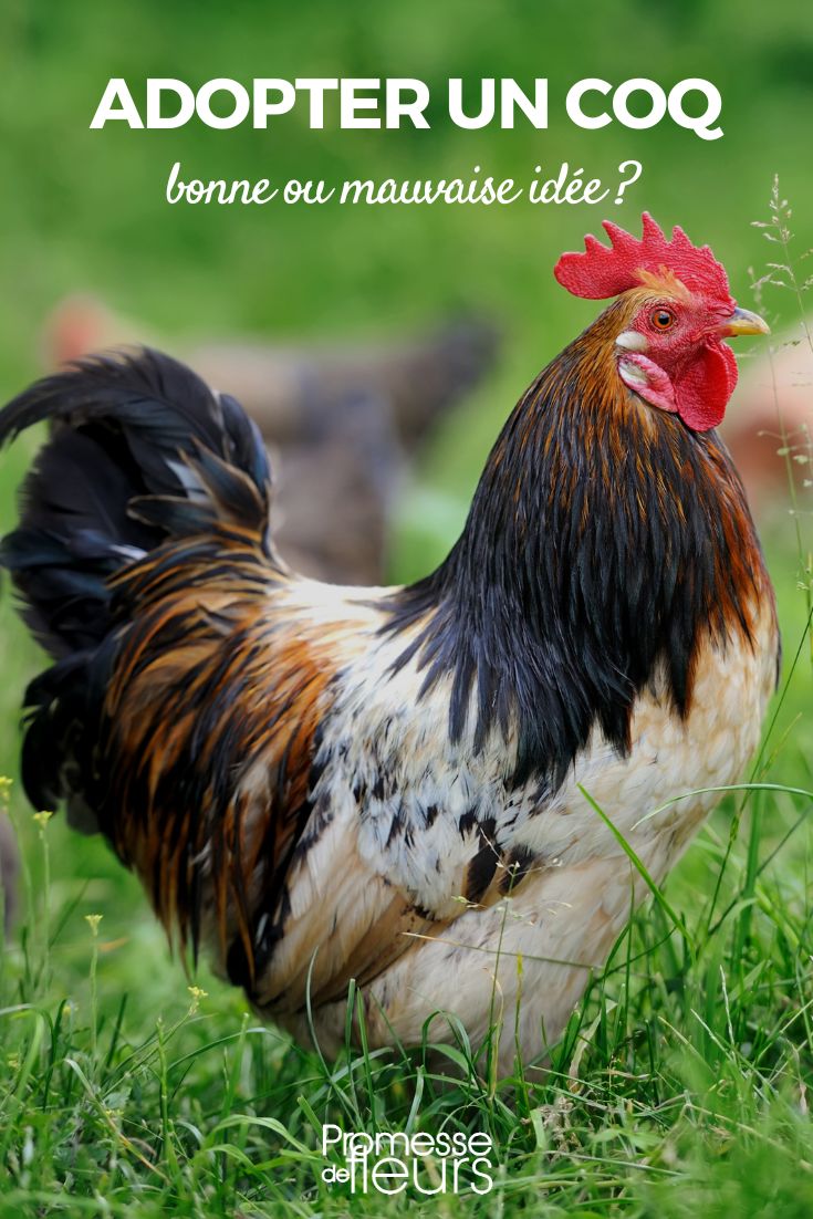 faut-il avoir un coq au poulailler ?