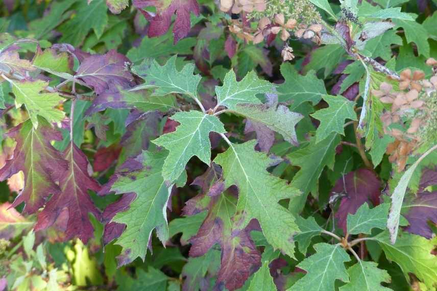 hydrangeas feuillage feuilles couleur automne rouge orange cuivre bronze, hortensia couleur automne automnale