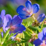 Cultiver un géranium vivace en pot