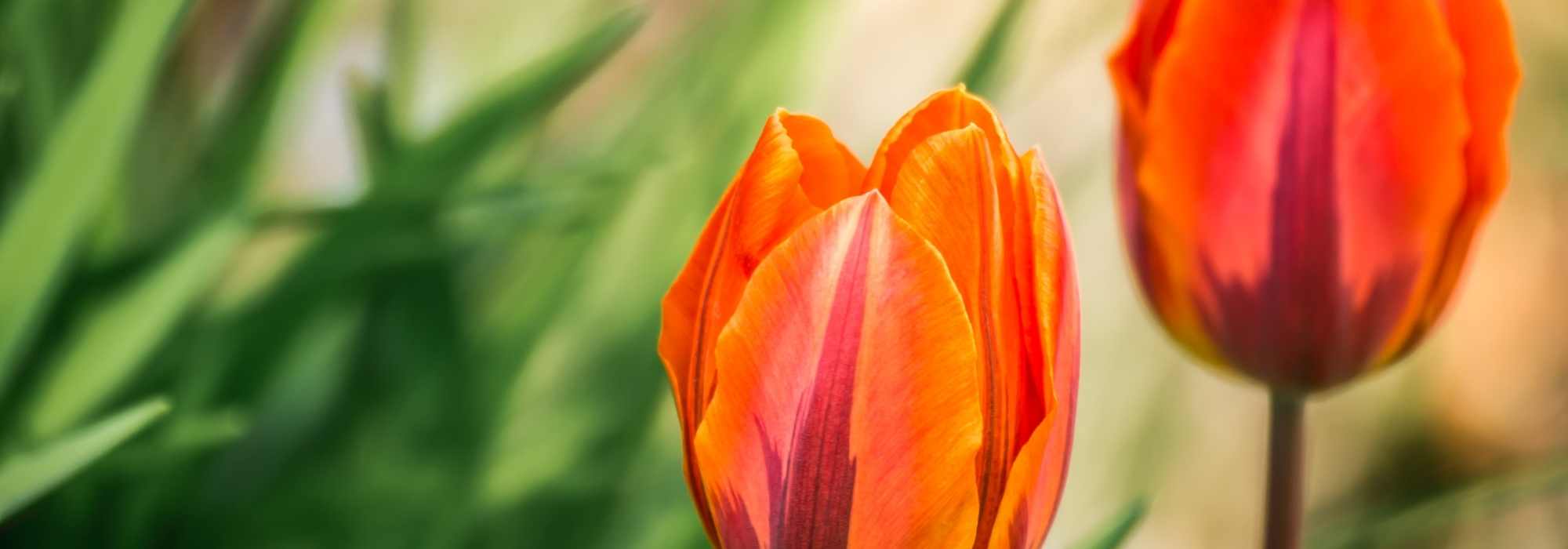 Tulipes : nos conseils pour échelonner les floraisons