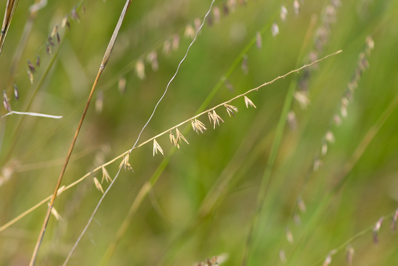 Bouteloua planter cultiver entretenir