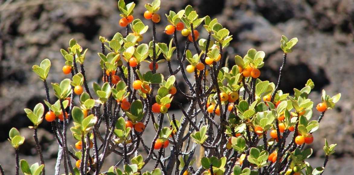 Coprosma plante miroir plantation culture entretien,