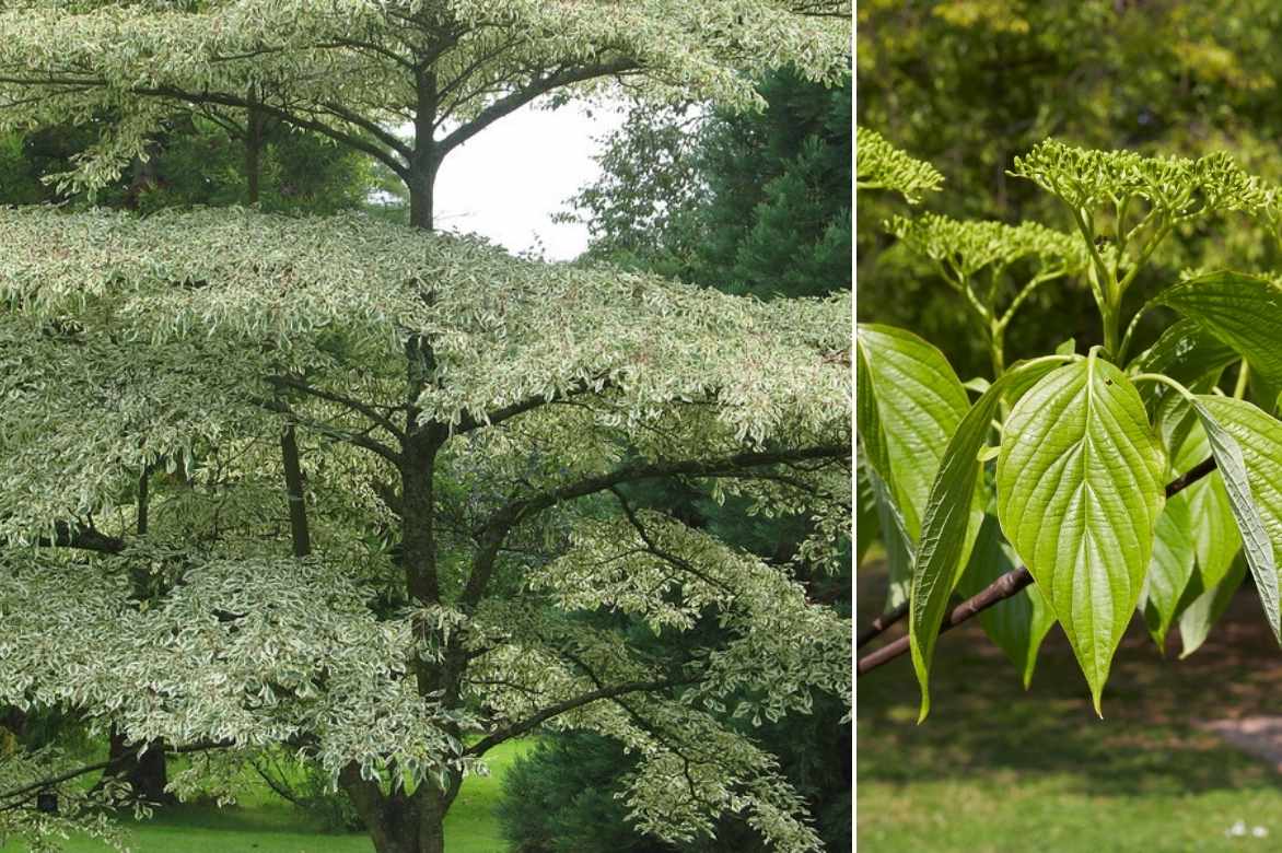 Cornus controversa, cornouiller des pagodes, Cornus alternifolia
