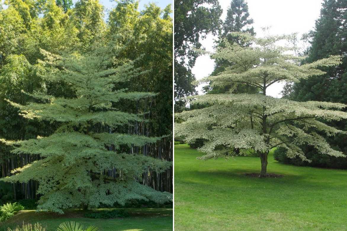 Cornus controversa, cornouiller des pagodes, Cornus alternifolia