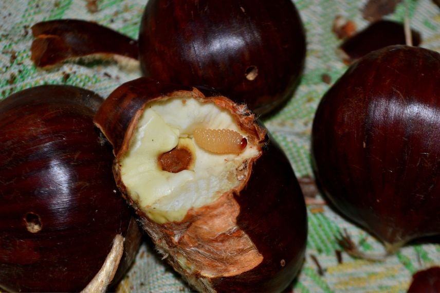 châtaignier maladies