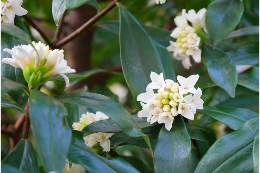 plantes blanches parfumees odorantes balcon terrasse pot