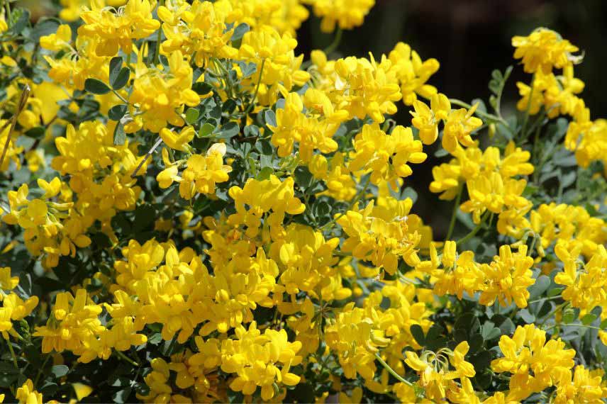 Arbustes méditerranéens Coronilla valentina 'Glauca'