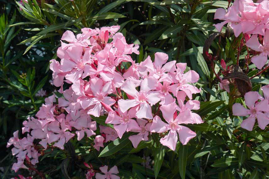 Arbustes méditerranéens Nerium oleander