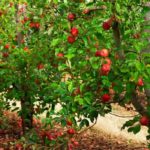 Verger : quelle distance entre 2 arbres fruitiers respecter ?