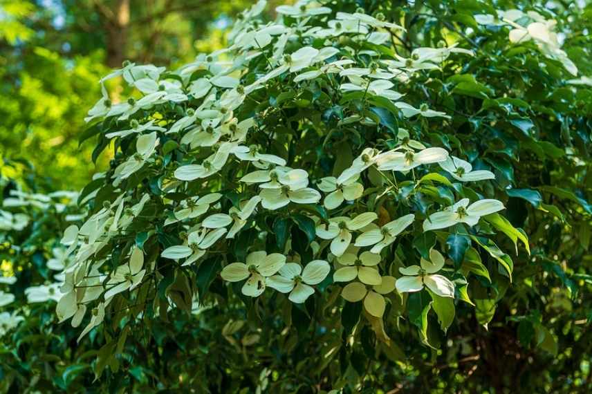 cornouiller persistant, cornouiller a fleurs persistant, cornus feuilles persistantes