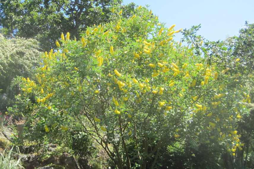 genets les plus belles varietes, les plus beaux genets