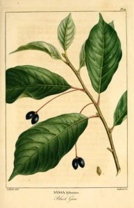 Nyssa, gommier noir, tupelo, plantation entretien, Nyssa sylvatica