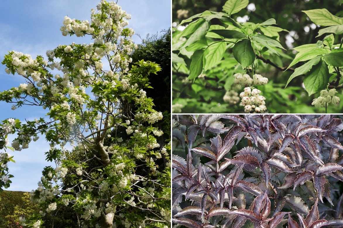 Staphylea, faux pistachier culture entretien plantation