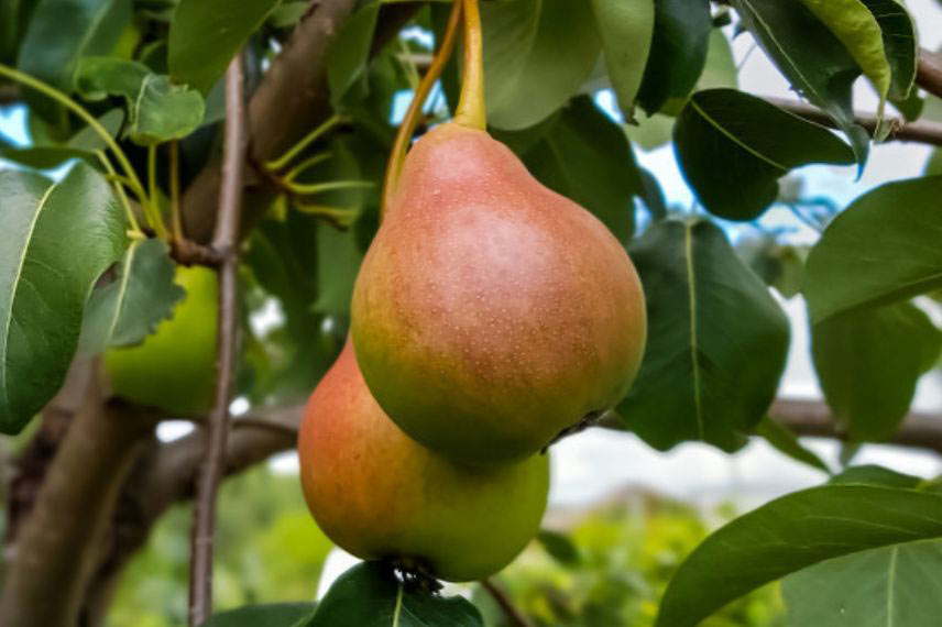 variétés de poires tardives poirier ‘Sœur Grégoire’