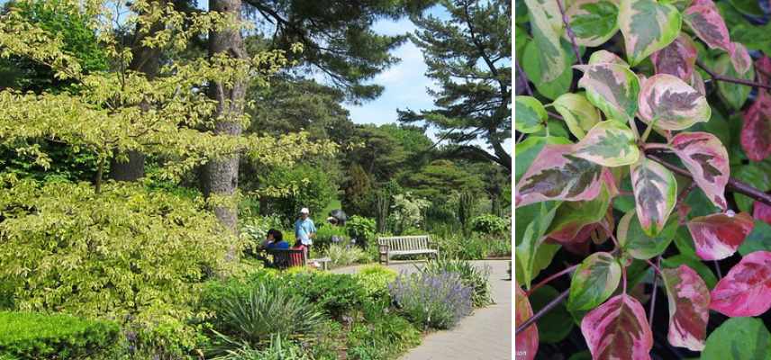 cornouillers pour petit jardin, cornus petit jardin, cornus petite taille, Cornus nain