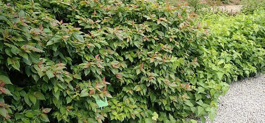 cornouillers pour petit jardin, cornus petit jardin, cornus petite taille, Cornus nain