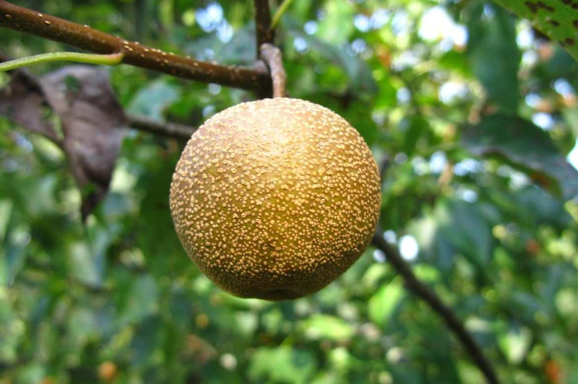 Nashi, poirier japonais, pomme poire, Pyrus pyrifolia