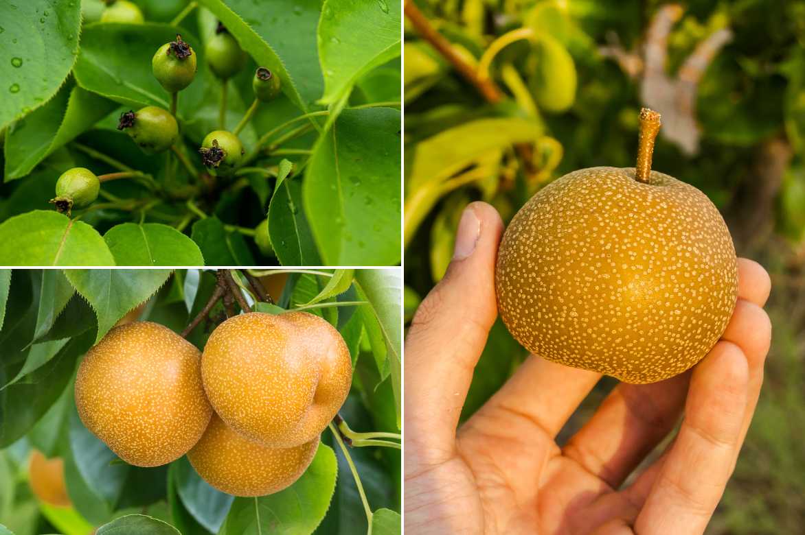 Nashi, poirier japonais, pomme poire, Pyrus pyrifolia