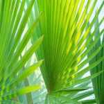Pritchardia - palmier éventail : planter et cultiver