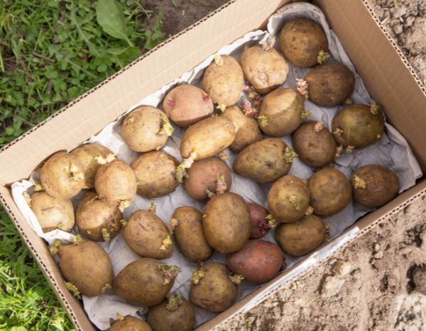 Faire germer des pommes de terre