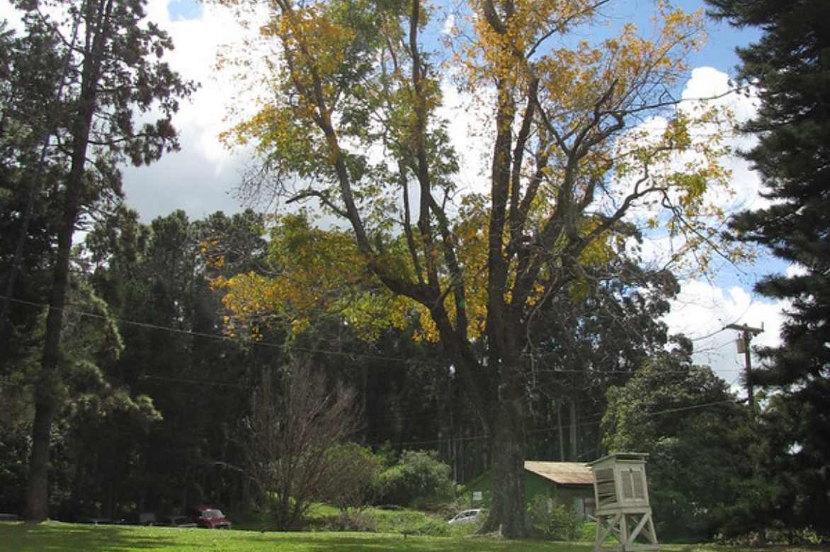 Carya illinoinensis, pacanier, noyer de pecan, noix de pecan