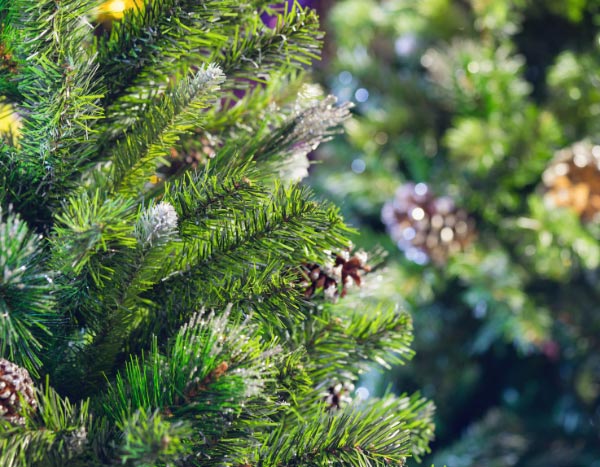 Comment replanter le sapin de Noël au jardin ?