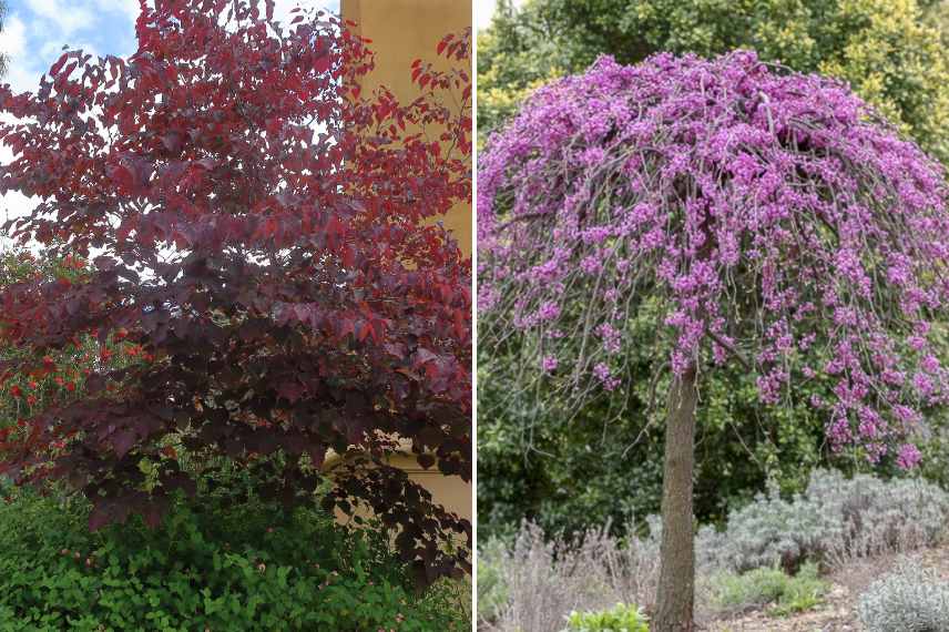 cercis, arbre de judee, cercis quelle variete, arbre de judee lequel choisir