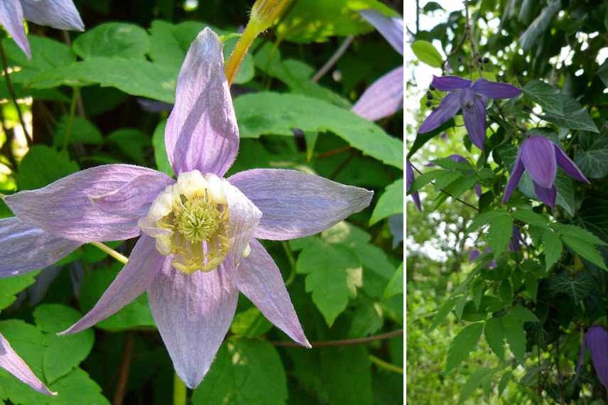 grimpantes floraison printemps, grimpantes floraison printaniere, grimpantes floraison fin hiver, grimpantes precoces printemps, grimpantes hatives