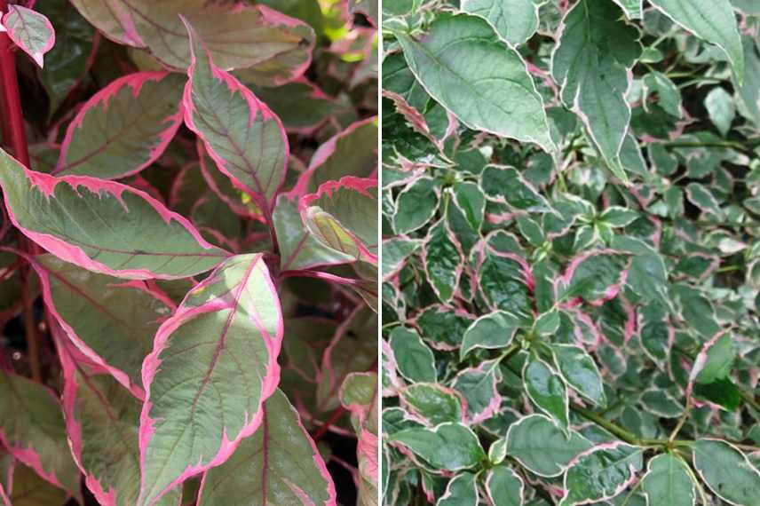 Cornus cornouiller les plus beaux feuillages, Cornouillers feuillages colores panaches