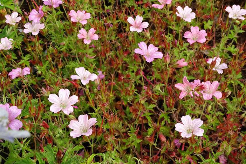 Geraniums rose, Geraniums vivaces roses