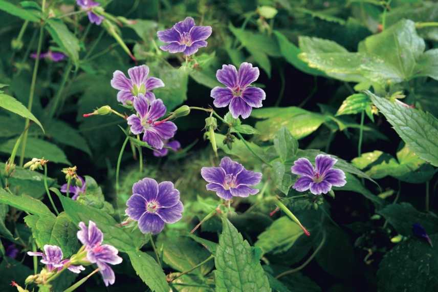 Geraniums rose, Geraniums vivaces roses