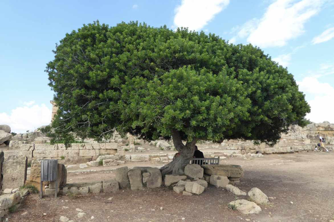 Pistachier planter cultiver entretenir, pistacia lentiscus, pistachier fruits, pistachier jardin