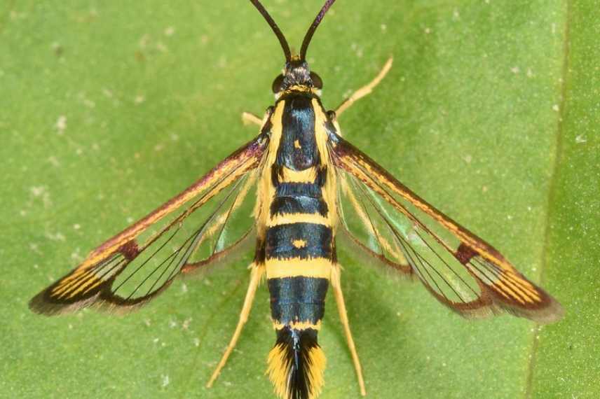 maladies et parasites cornus cornouillers