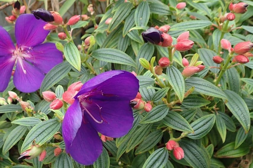 cultiver Le Tibouchina