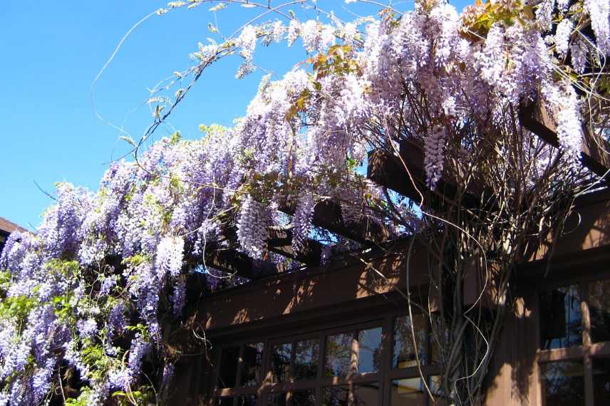 grimpantes floraison printemps, grimpantes floraison printaniere, grimpantes floraison fin hiver, grimpantes precoces printemps, grimpantes hatives