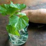 Comment faire germer et bouturer les patates douces ?