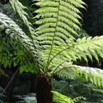 Bien arroser une fougère arborescente