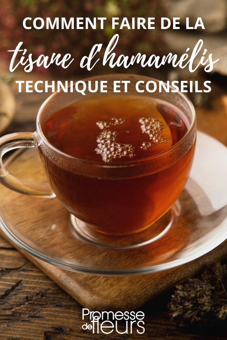 Tisane infusion hamamelis