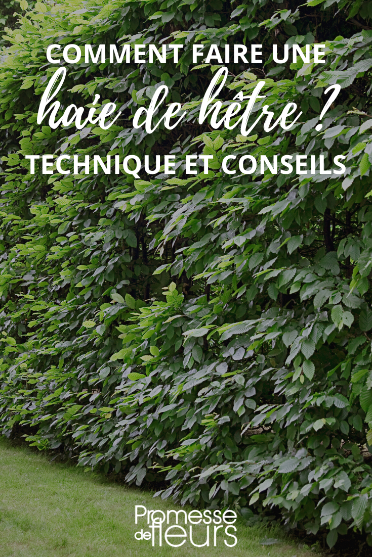 Planter une haie de hêtre Fagus sylvatica